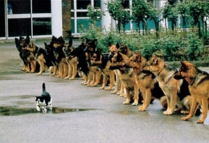 6 Paramitas : Discipline