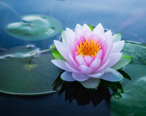 Lotus Flower
