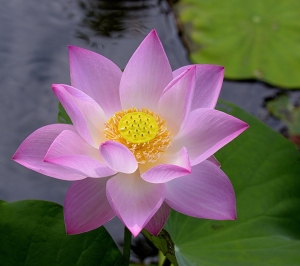 Lotus Sūtra