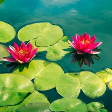 Lotus Sūtra