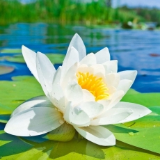 Lotus Sūtra