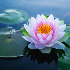 Lotus Flower