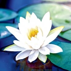 White Lotus Flower
