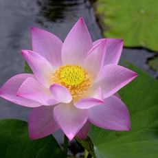 Lotus Sūtra