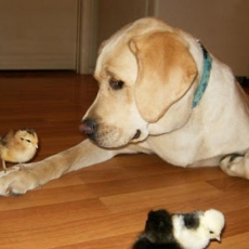 6 Paramitas : Patience